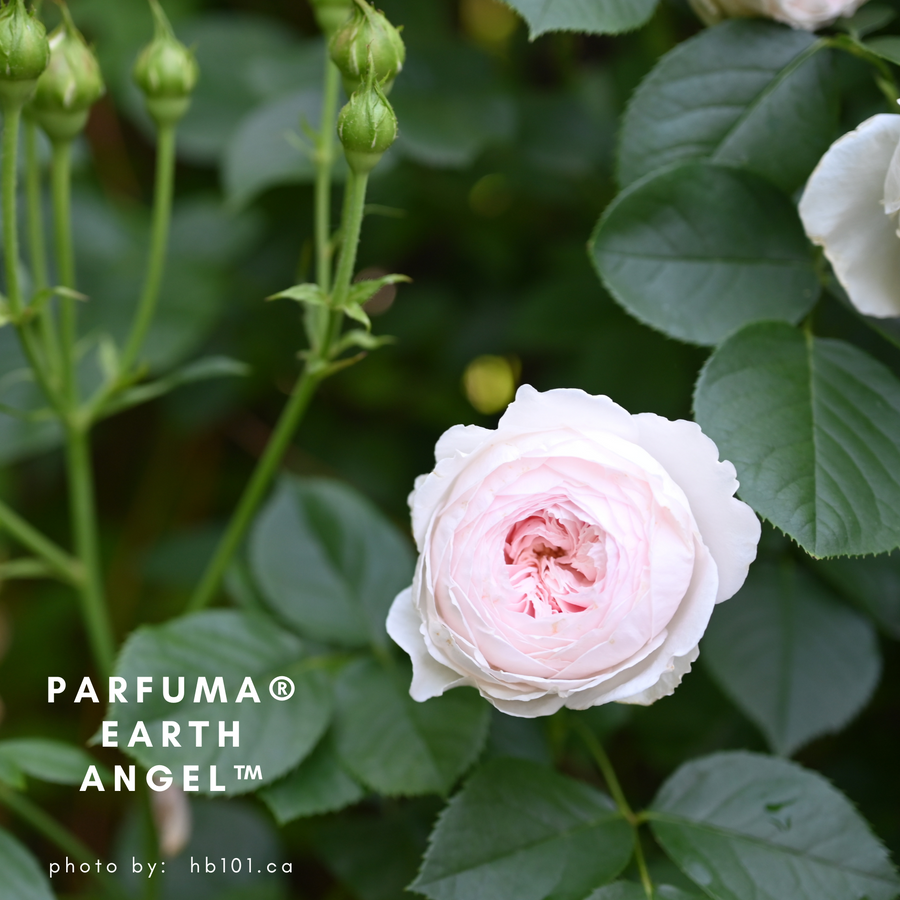 Parfuma Earth Angel potted garden rose