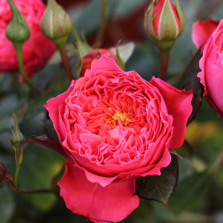 Summer Fireworks potted garden rose