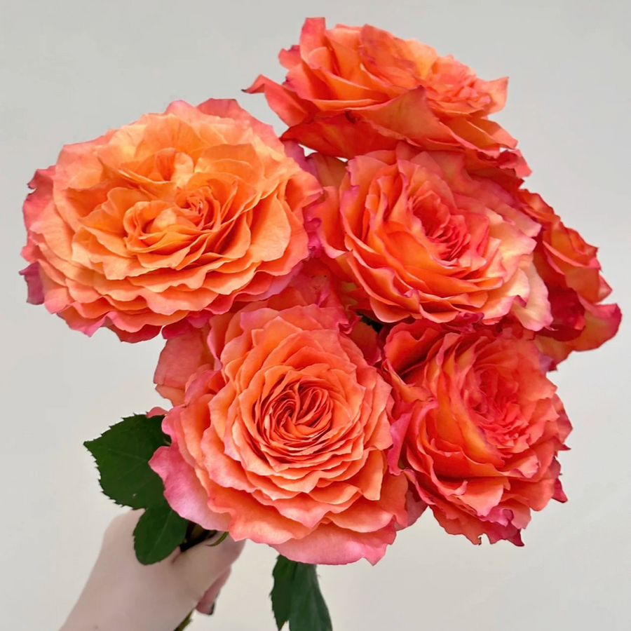 Free Spirit Rose potted garden rose