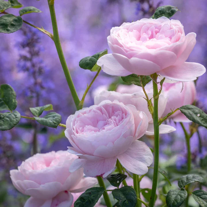 Queen of Sweden potted garden rose