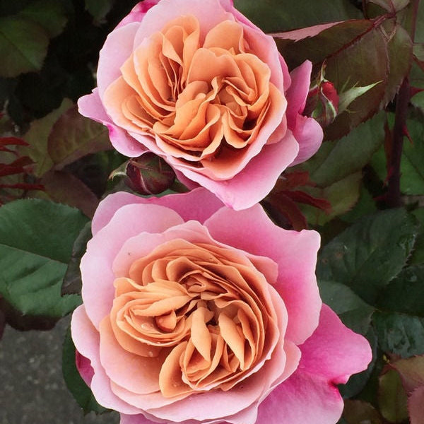 Distant Drums potted garden rose