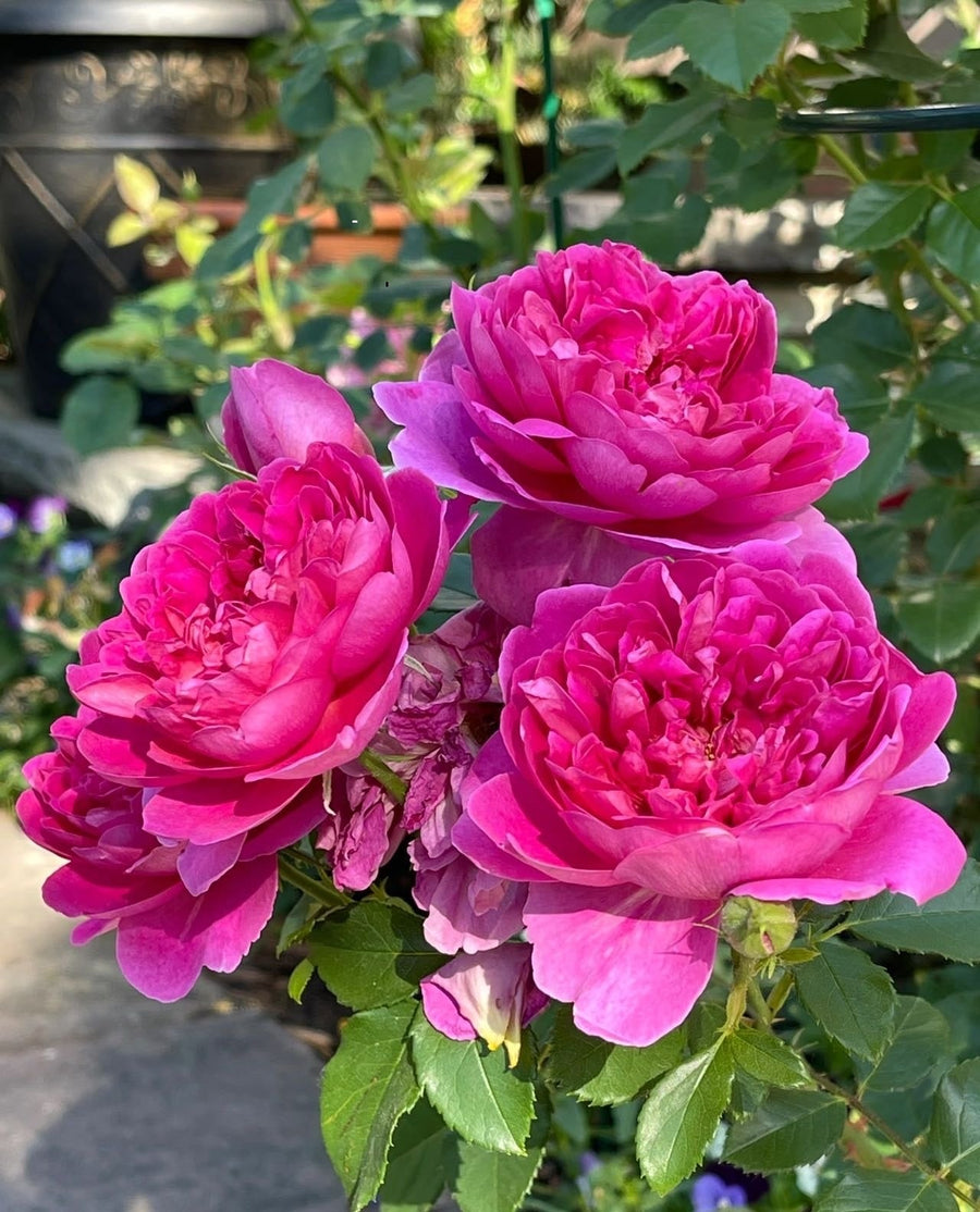 Princess Anne potted garden rose
