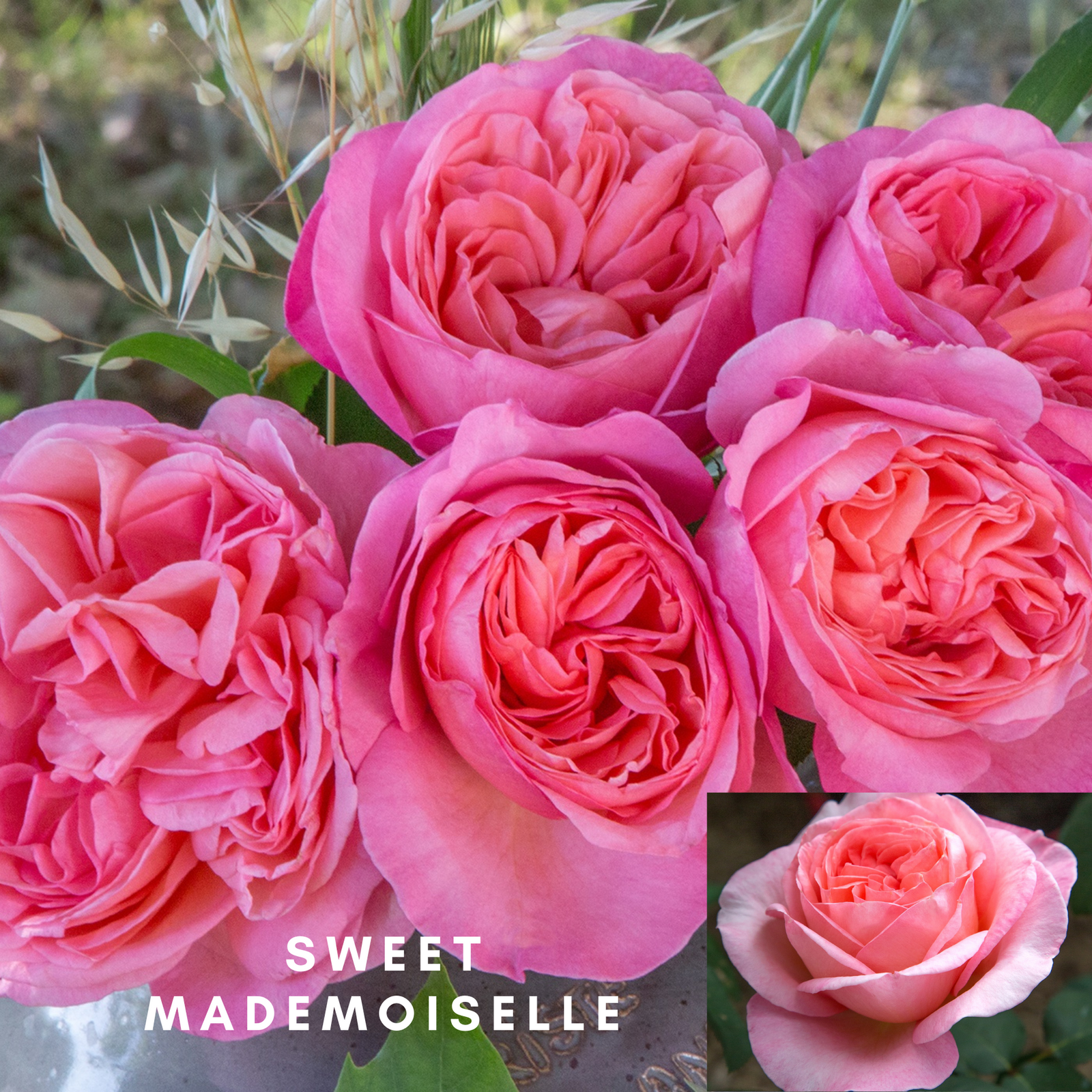 Sweet Mademoiselle potted garden rose