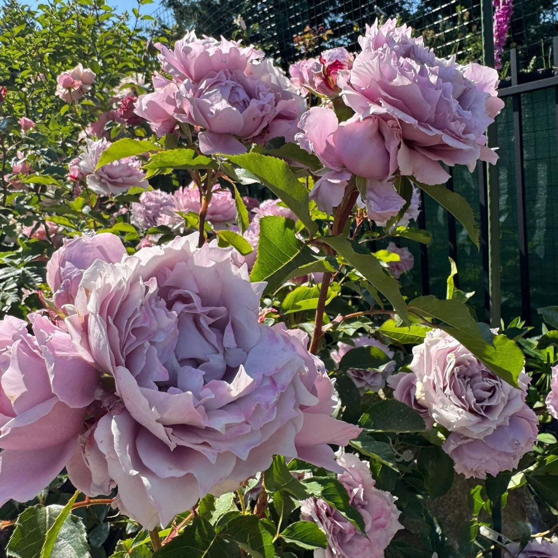 Lang Rosa-Huanzi potted garden rose