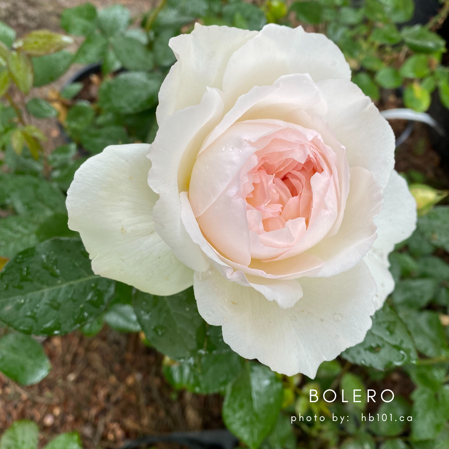 Bolero potted garden rose