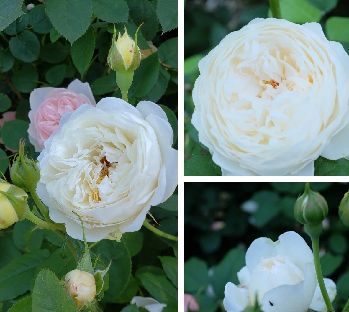 Claire Austin potted garden rose