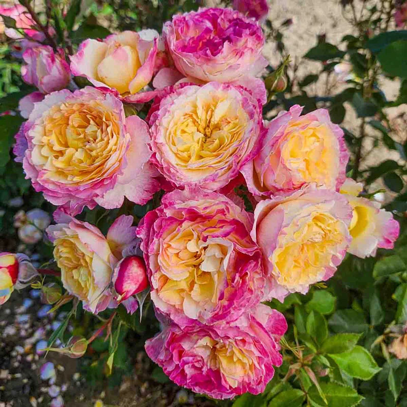 Living the Dream Grandiflora Rose potted garden rose