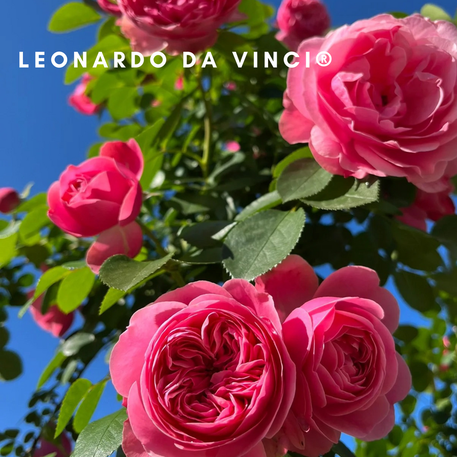 Leonardo da Vinci potted garden rose
