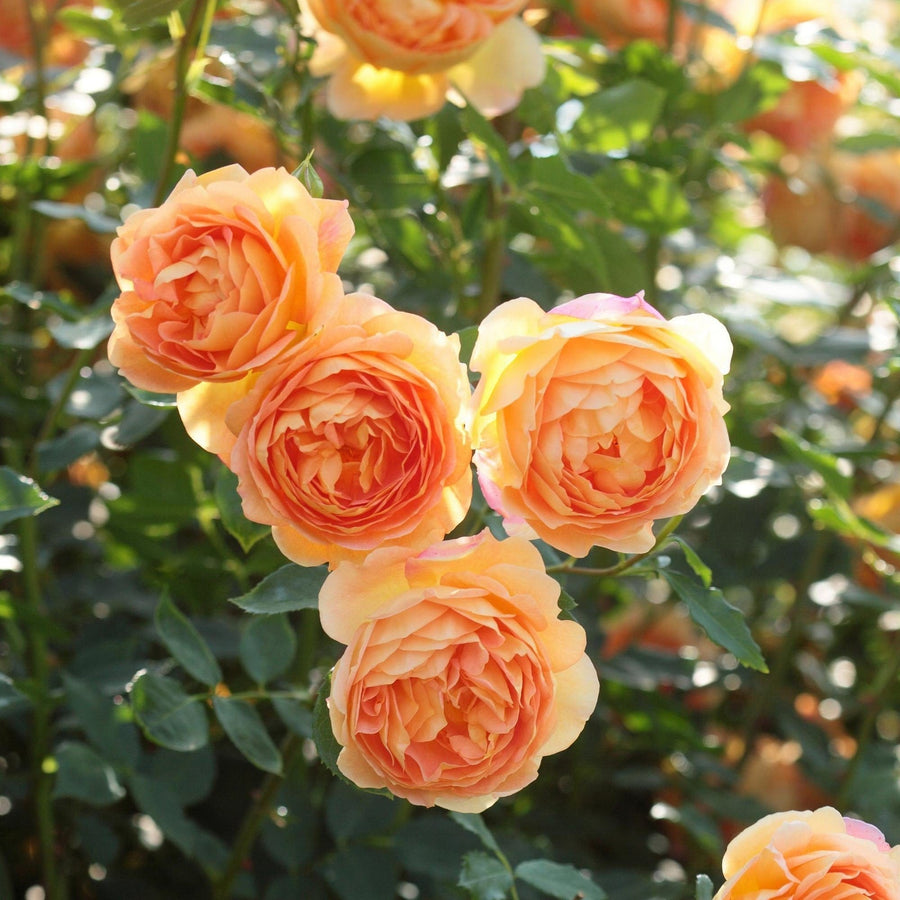 Lady of Shalott potted garden rose