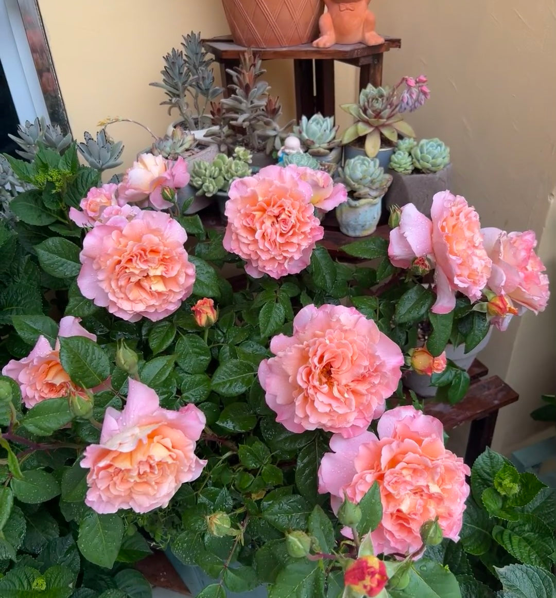 Augusta Luise potted garden rose