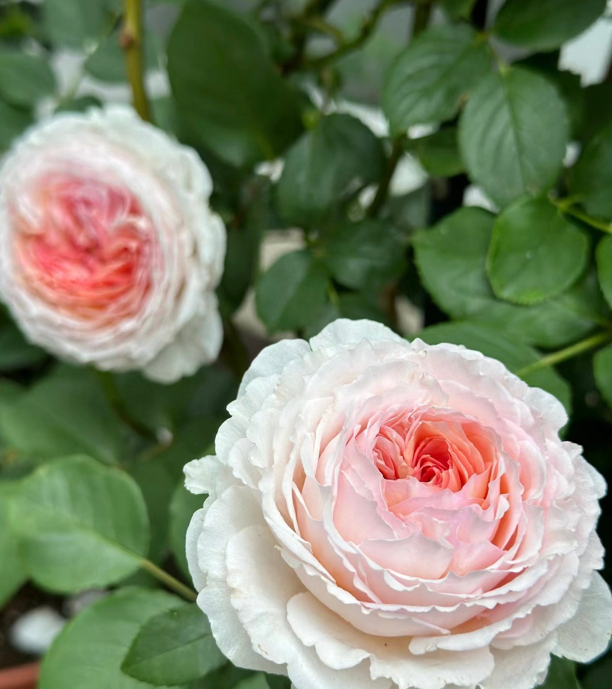 James Galway potted garden rose