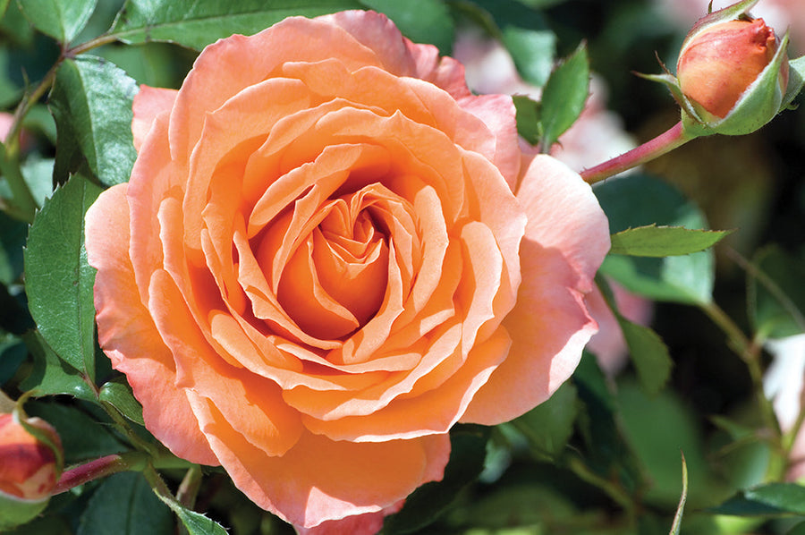 Adobe Sunrise potted garden rose