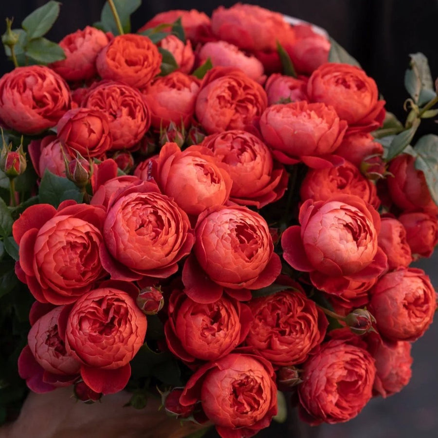 Cinnabar Bowl Rose potted garden rose