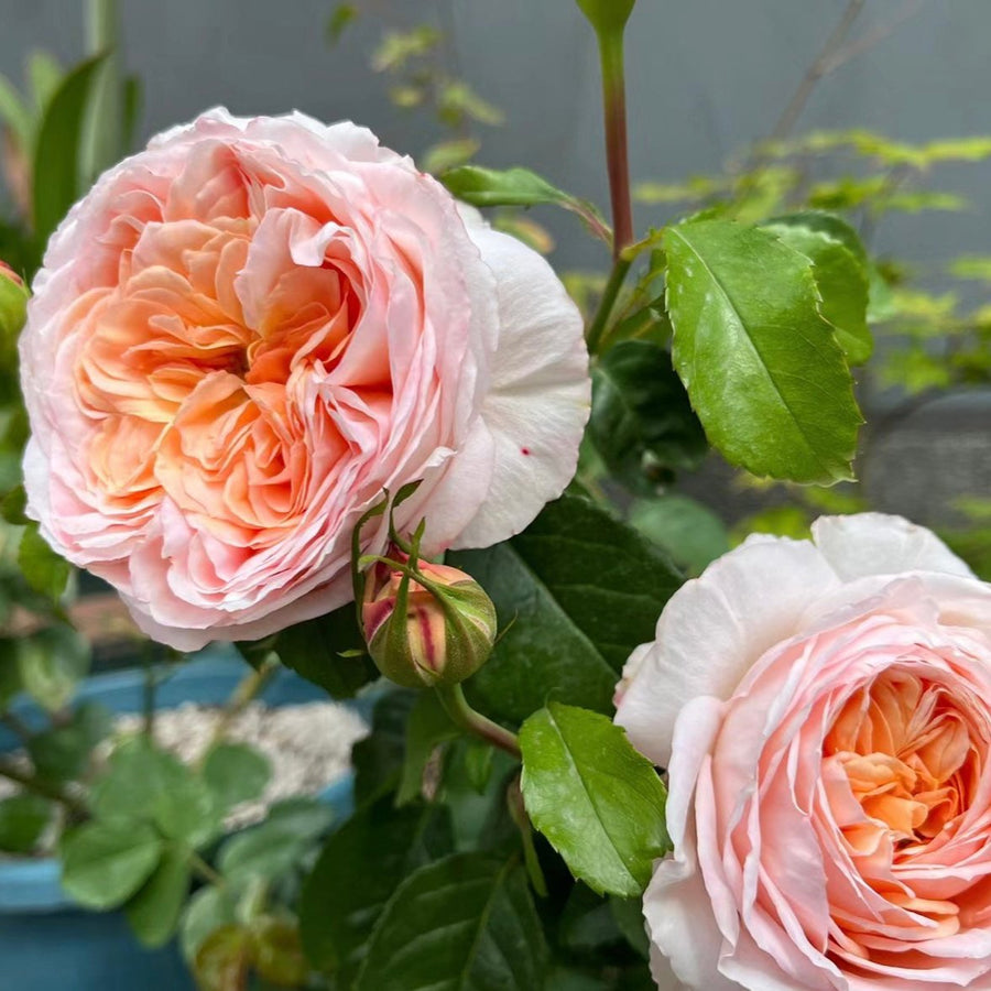 Domaine de Chantilly potted garden rose