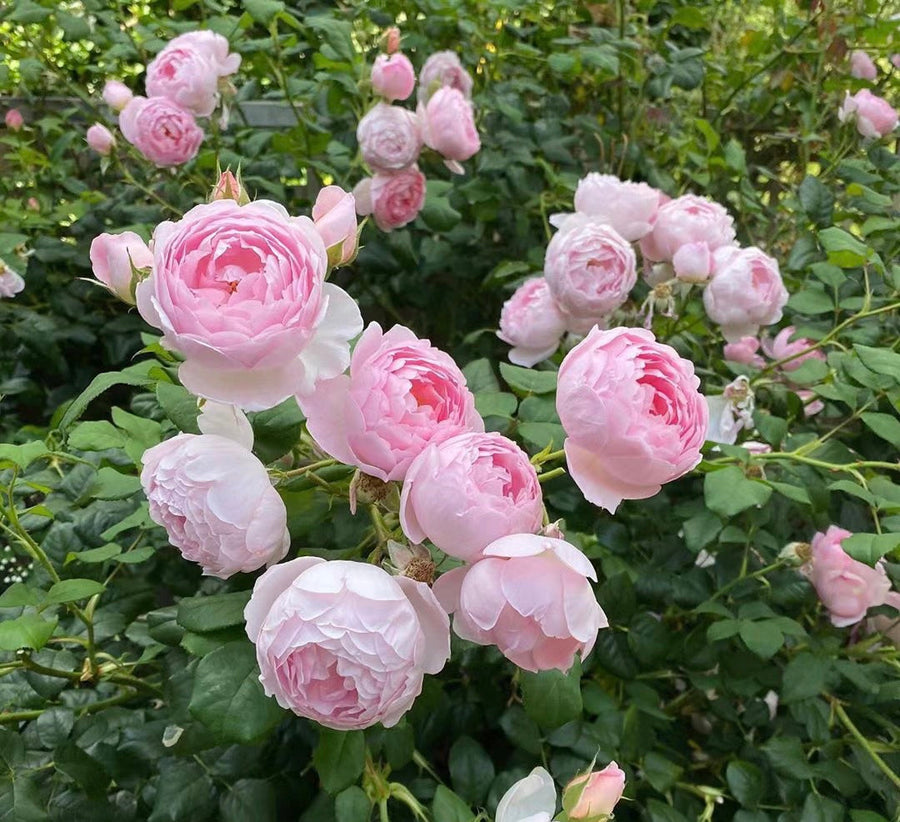 Scepter'd Isle potted garden rose