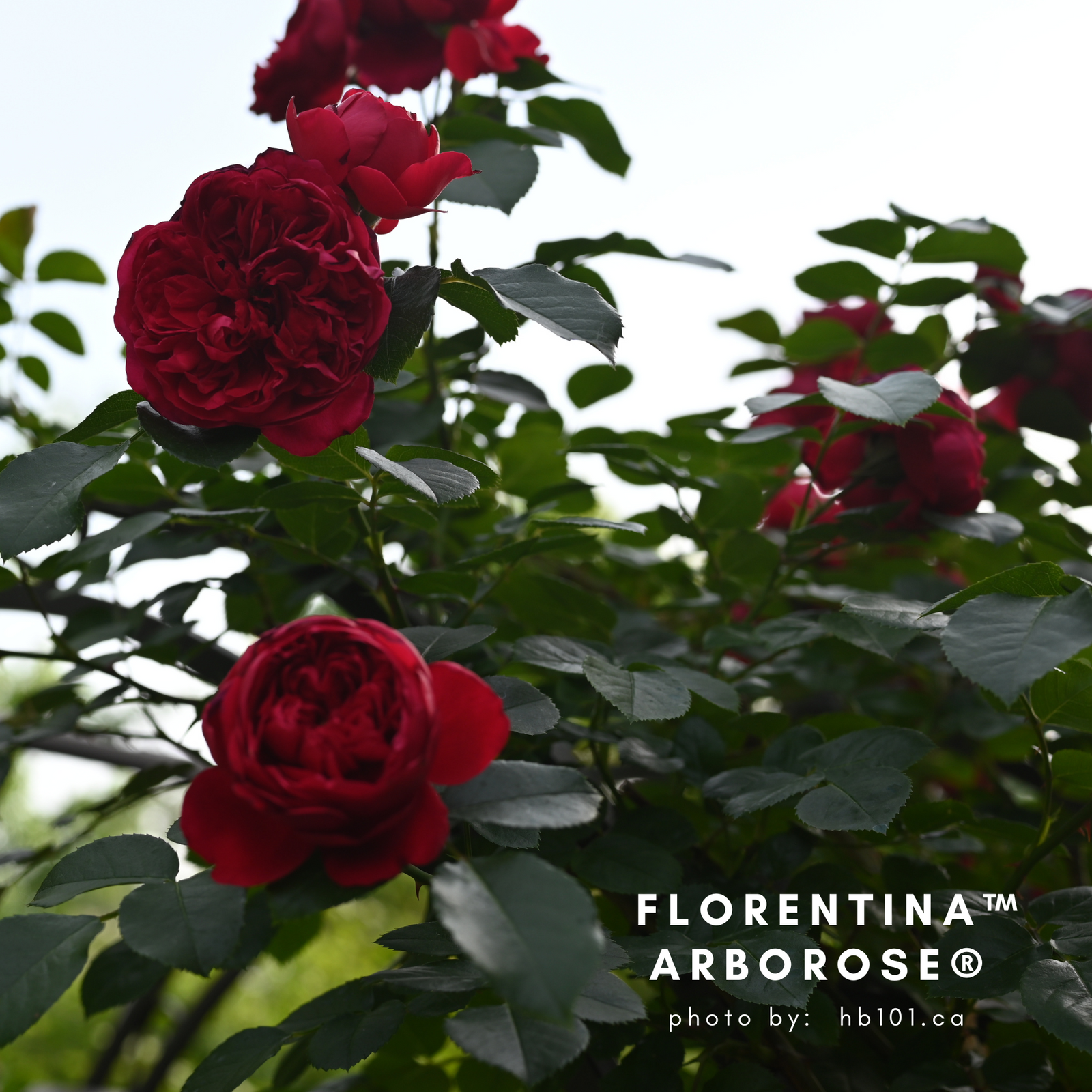 Florentina Arborose Climbing Rose potted garden rose