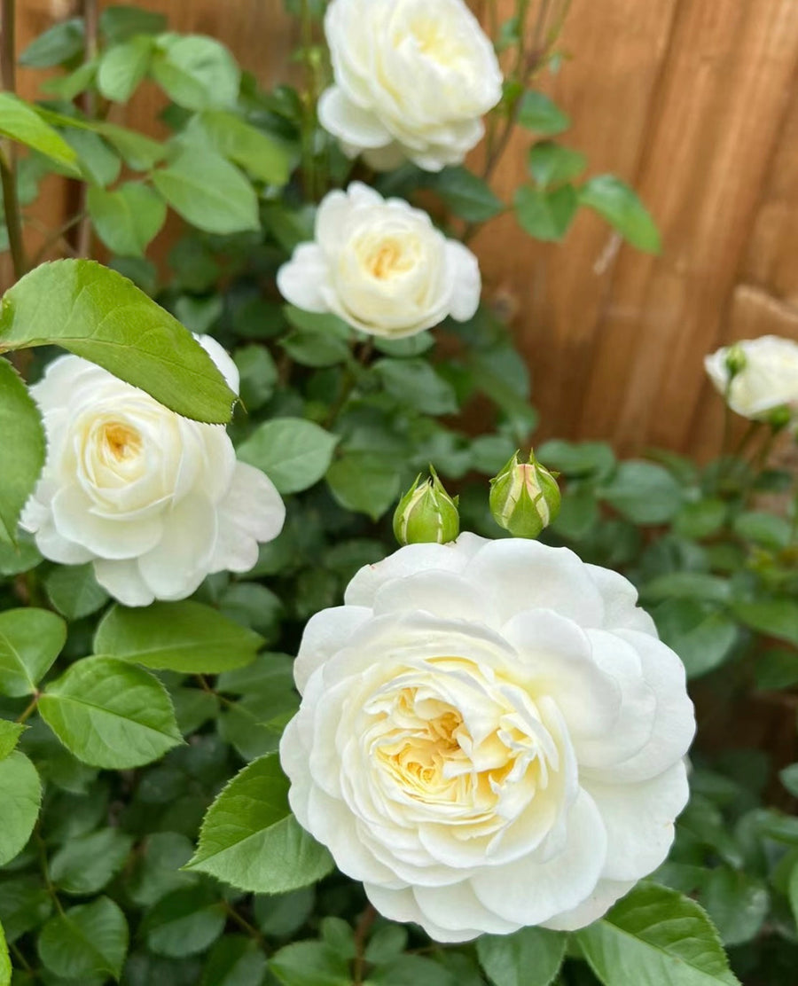 Tranquillity potted garden rose