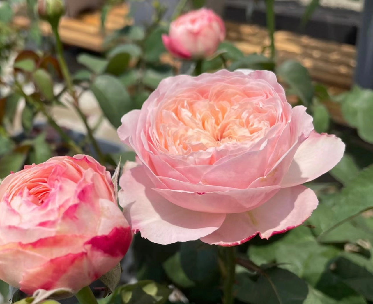 Tamaki Misora Japan potted garden rose