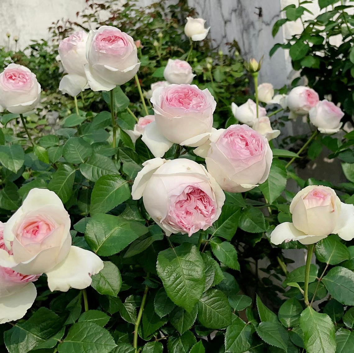 Yves Respride Fille Japan potted garden rose