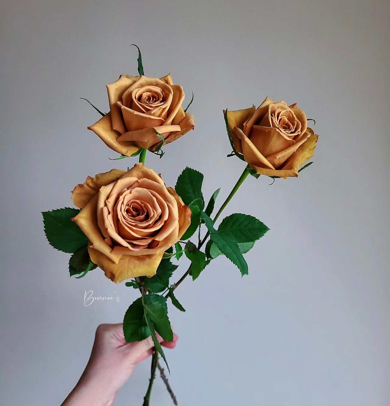 Toffee potted garden rose