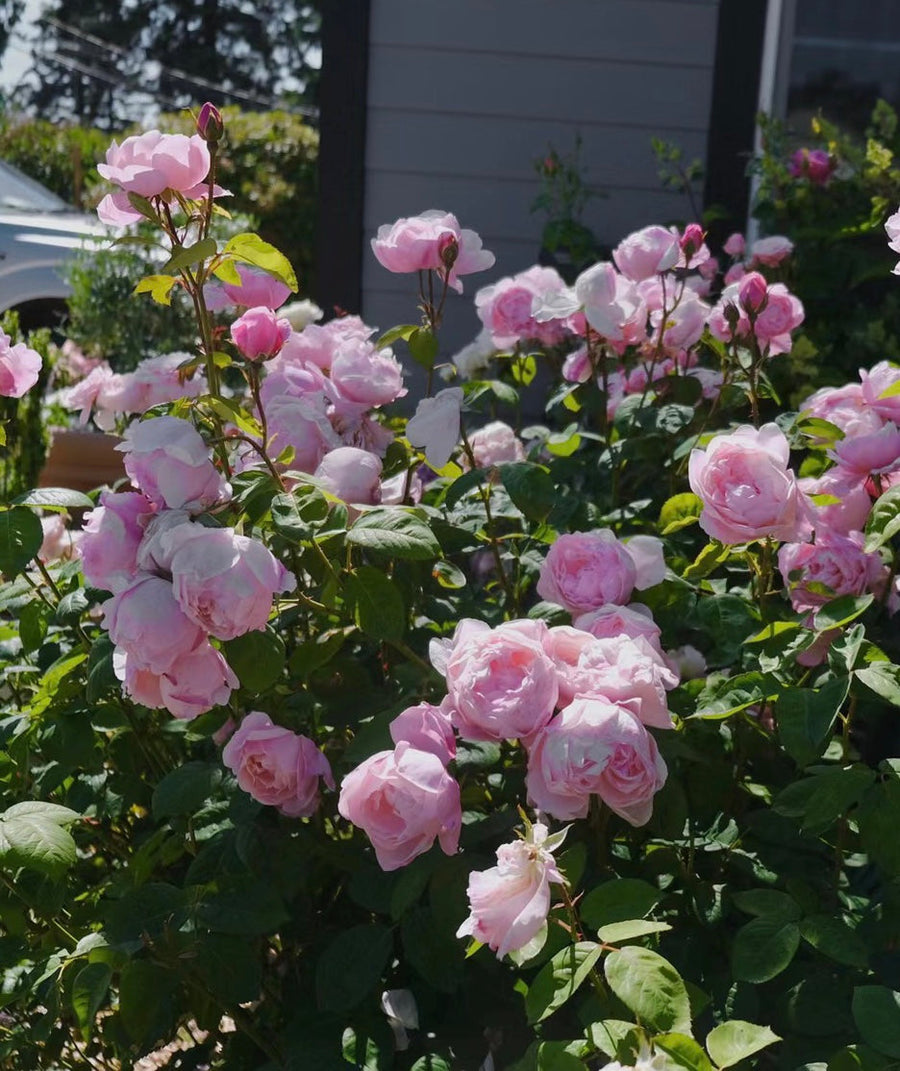 The Alnwick Rose potted garden rose