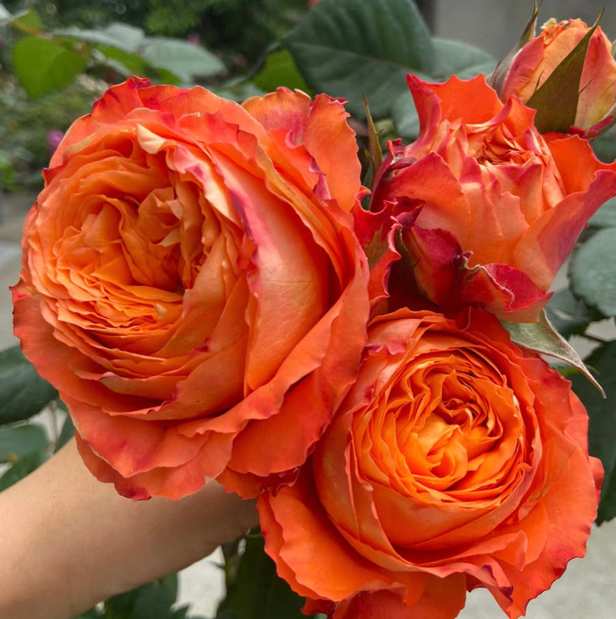 Orange Romantica potted garden rose