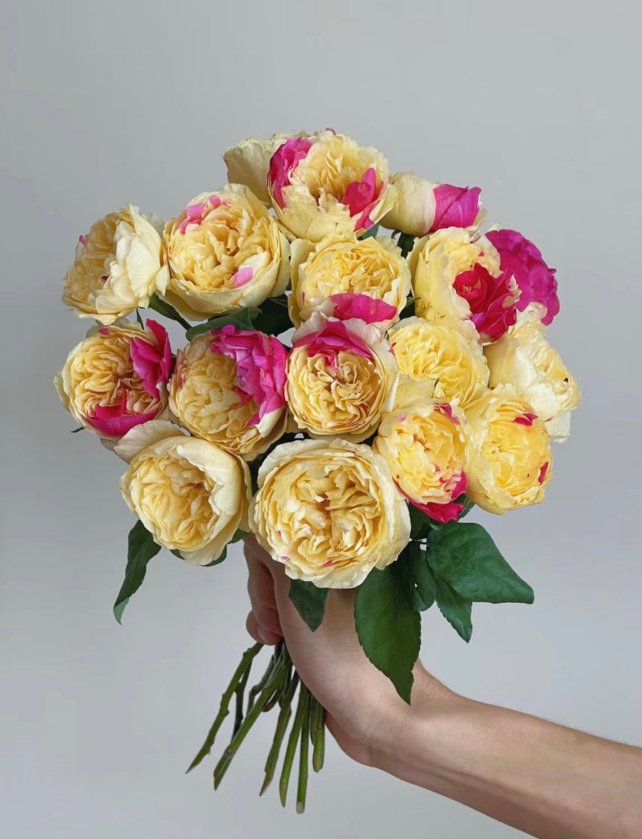 Fugetsu Japanese Rose potted garden rose