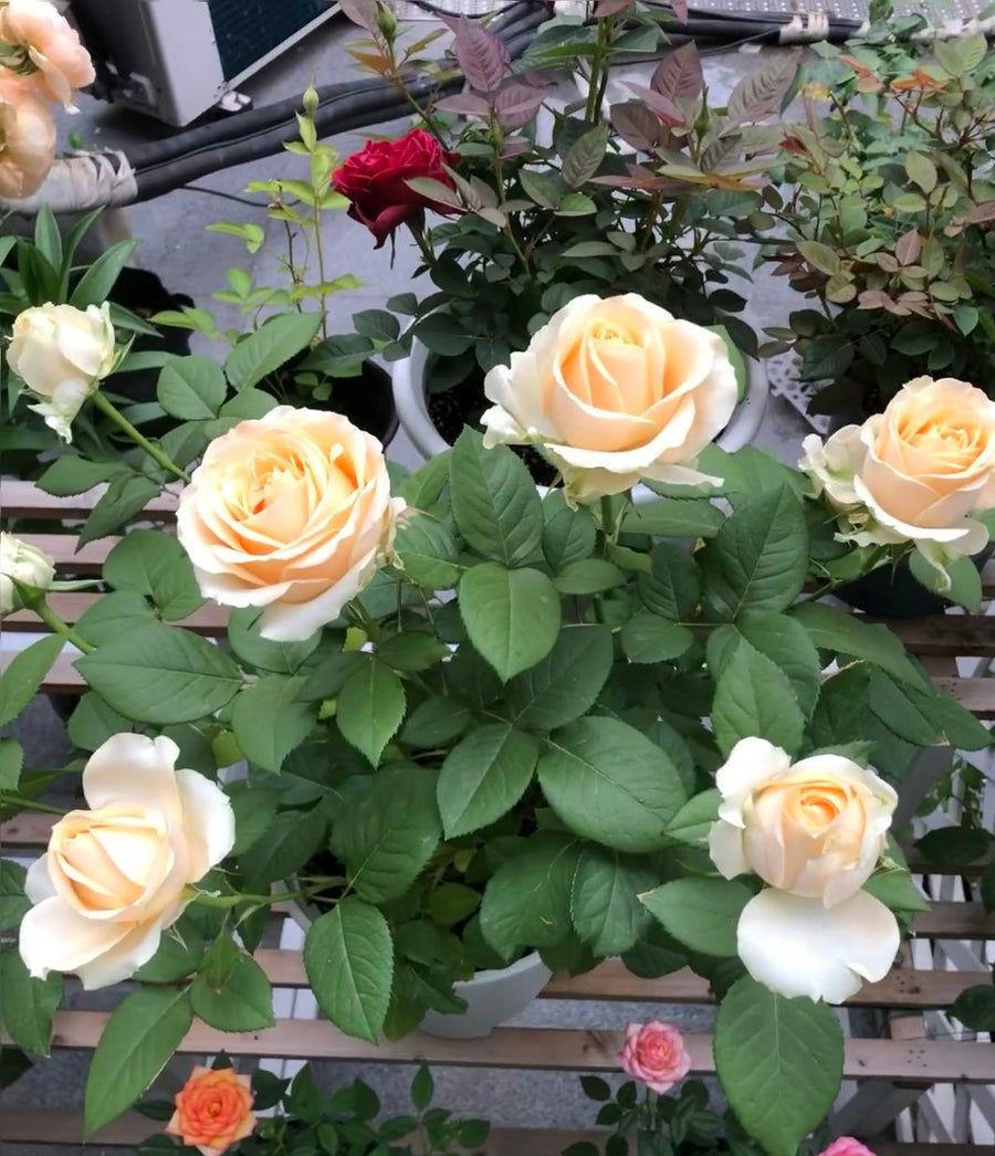 Peach Avalanche potted garden rose