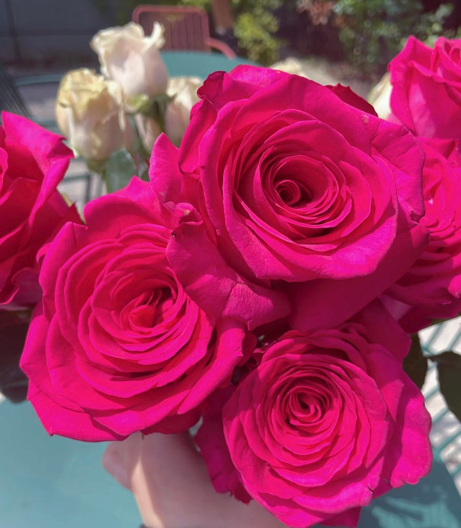 Pink Floyd potted garden rose
