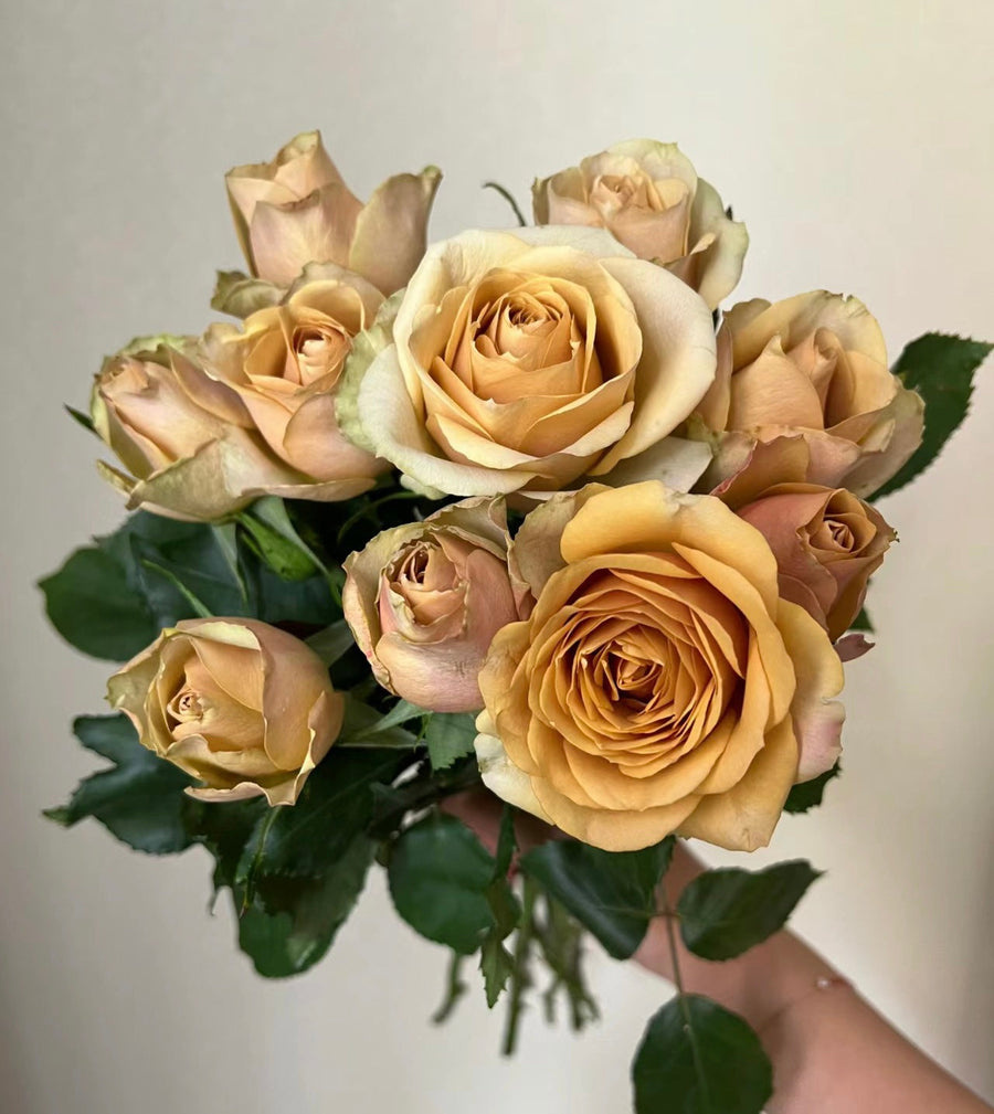 Pine Dream potted garden rose