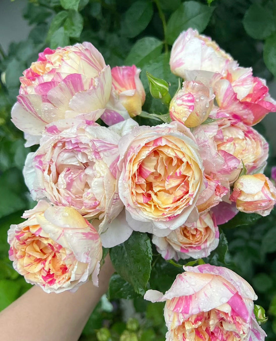 Edouard Manet potted garden rose