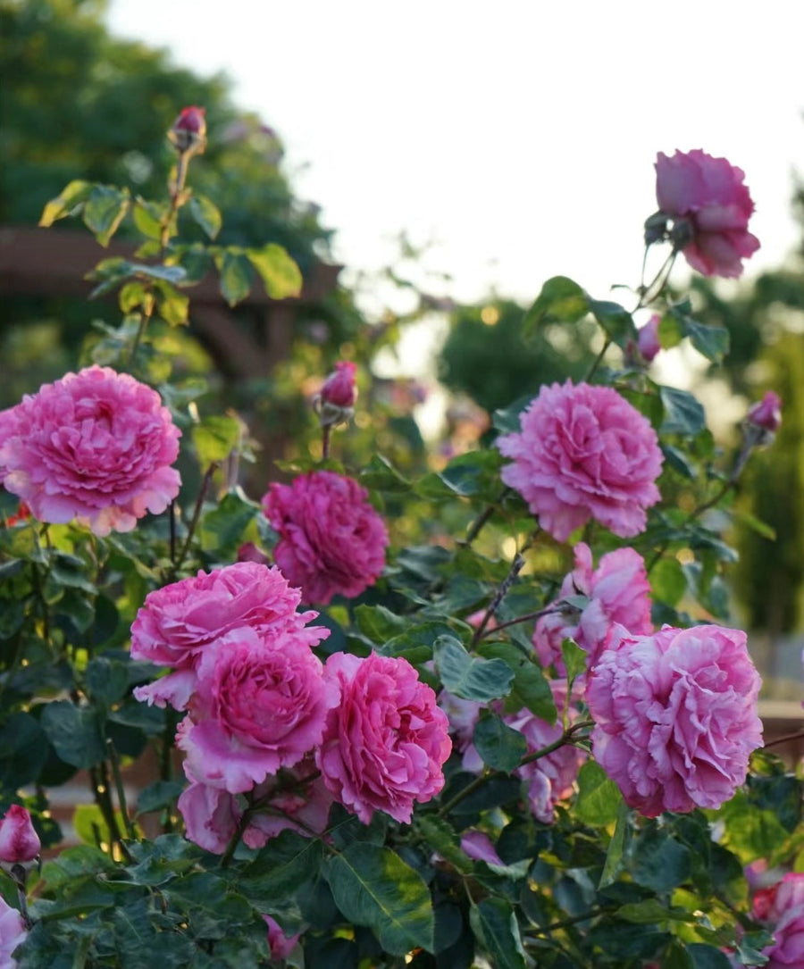 Yves piaget potted garden rose