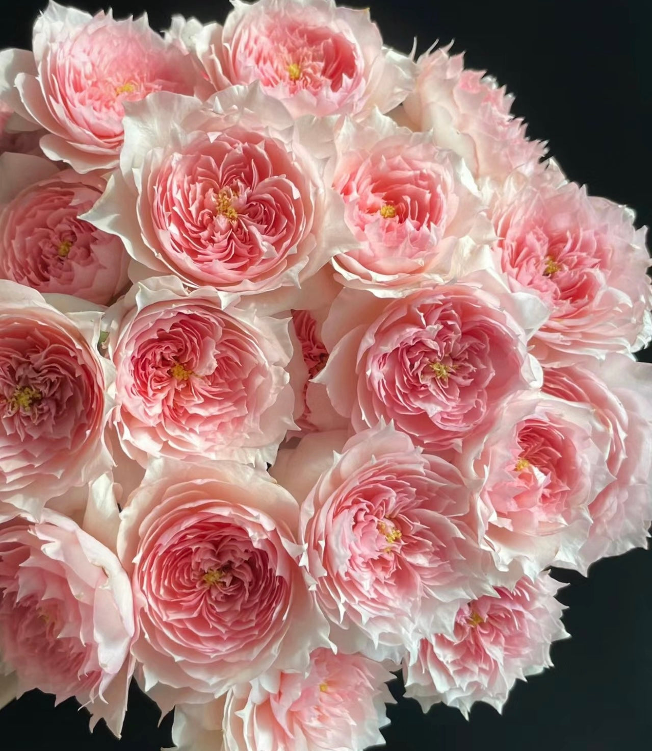 Monique Darve potted garden rose