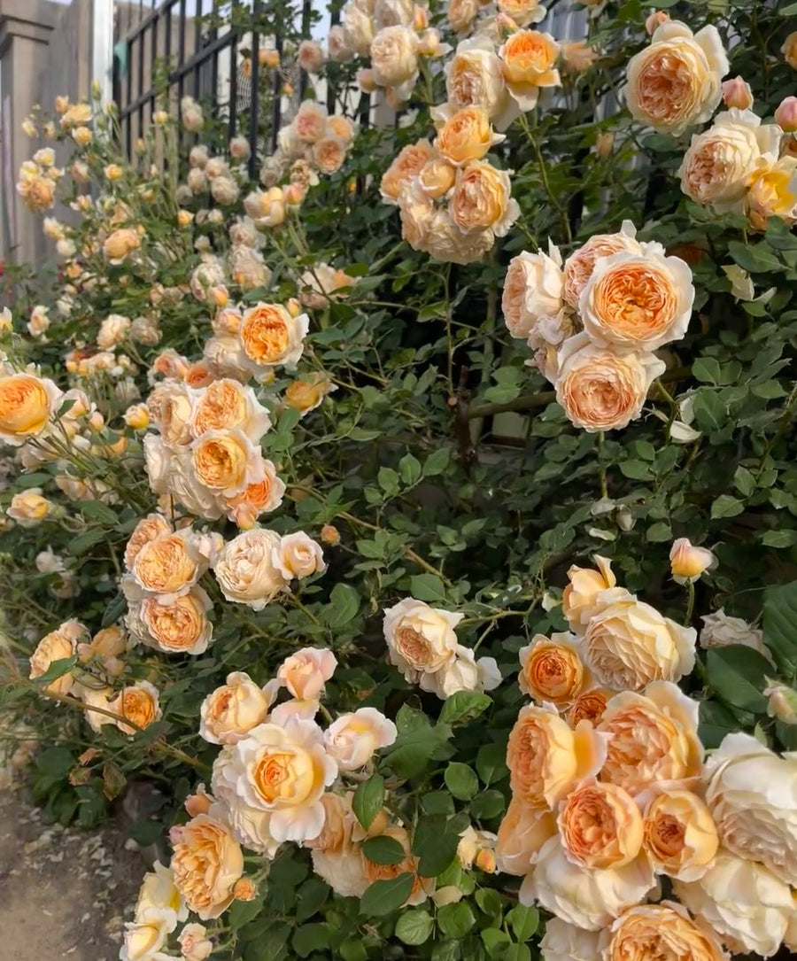 CROWN PRINCESS MARGARETA potted garden rose