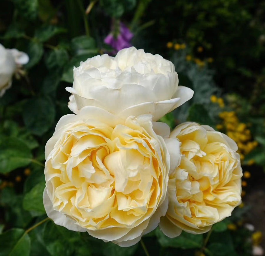 Charlotte potted garden rose