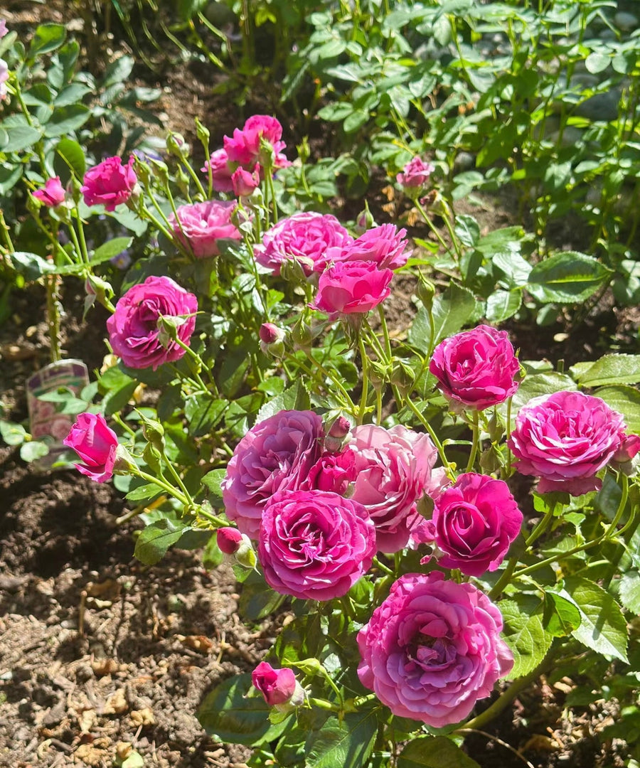 Sunbelt Plum Perfect potted garden rose