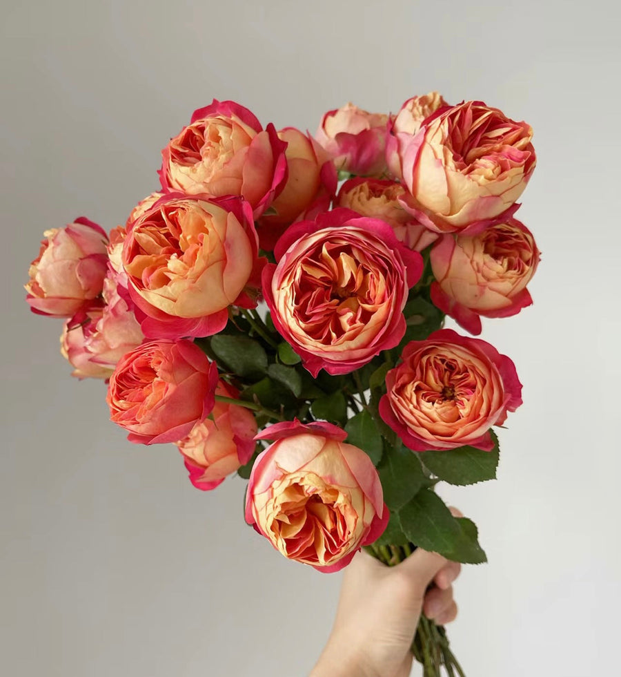 Baby Romantica potted garden rose