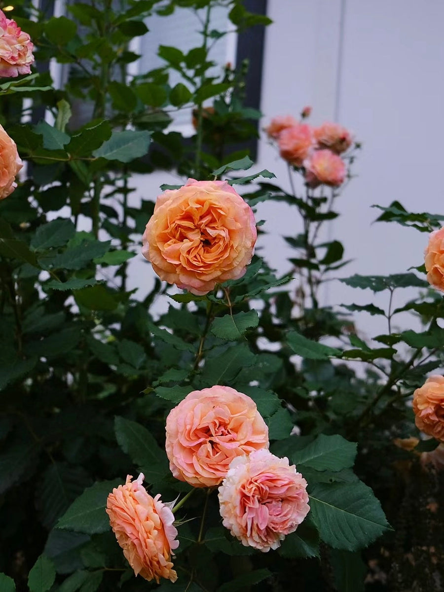 Sunbelt Crazy Love potted garden rose