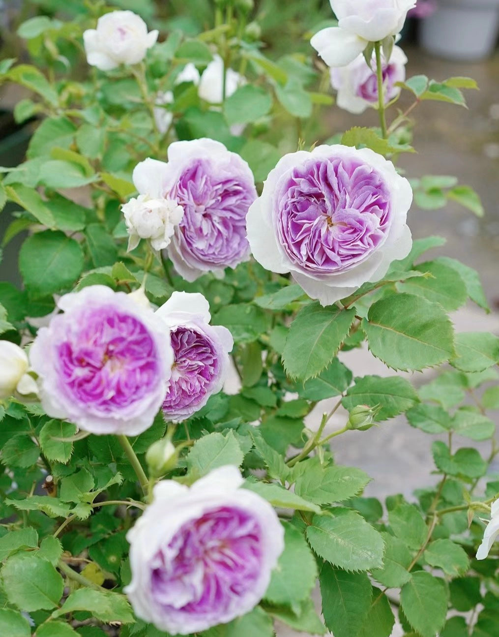Blue Moon Stone Award-Winning Japanese potted garden rose