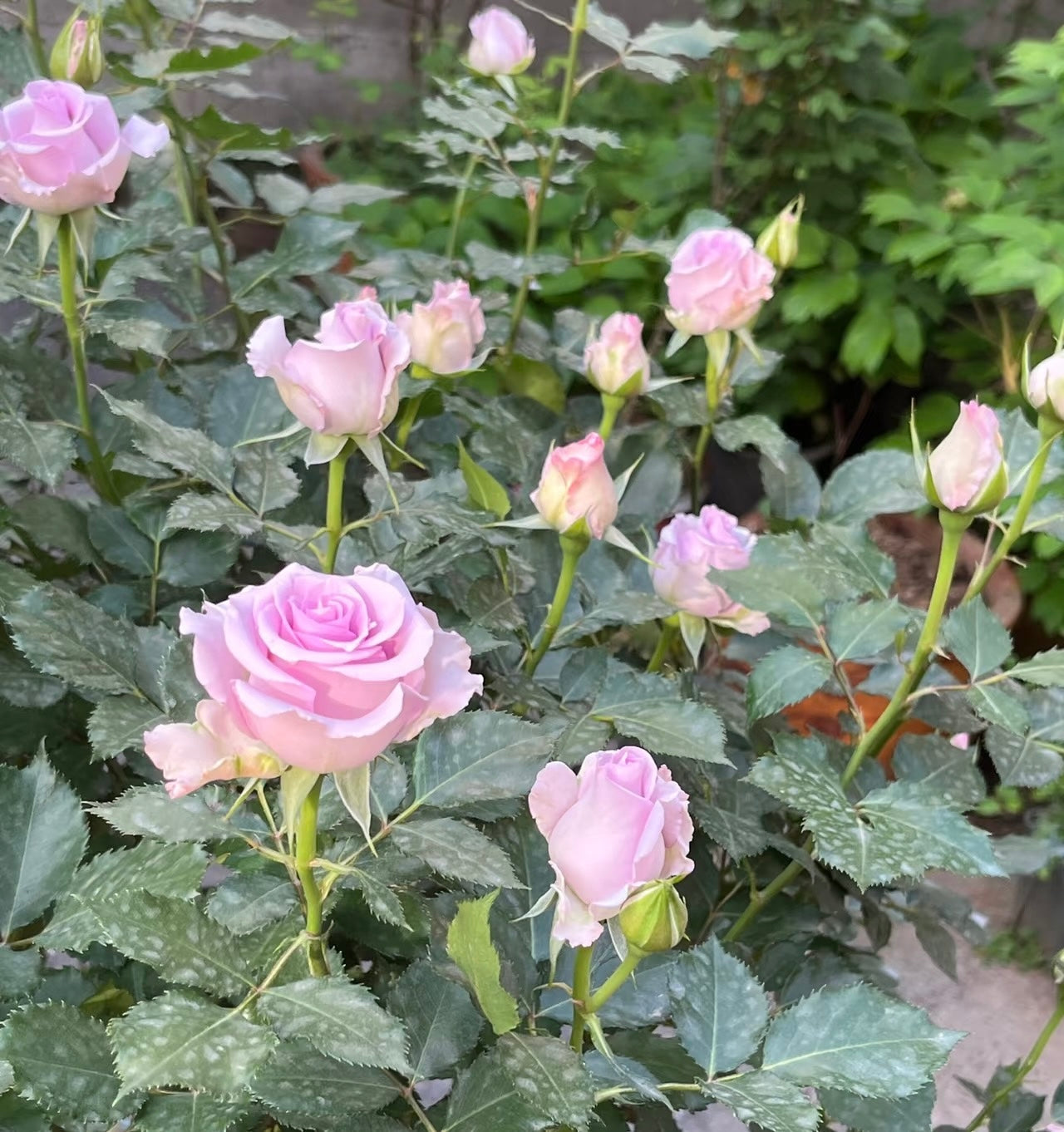 Ocean Song potted garden rose