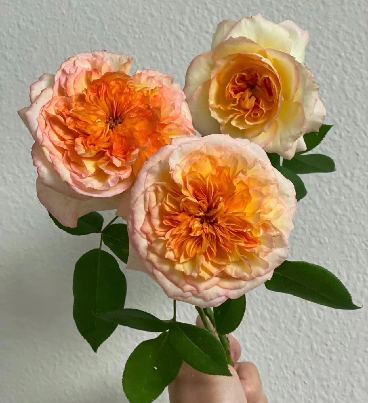 Henri Delbard potted garden rose