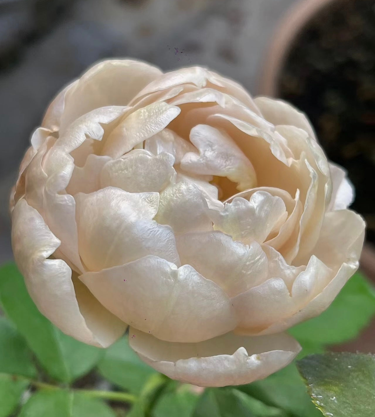 Charlotte Perriand potted garden rose