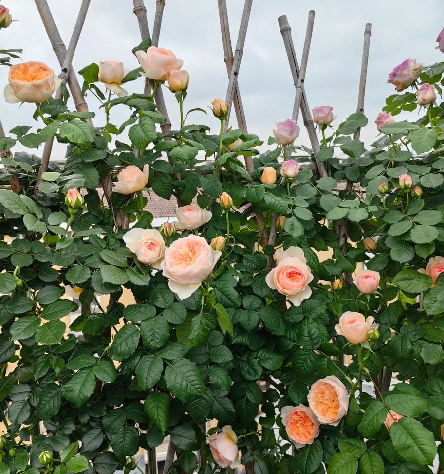 HanXian potted garden rose