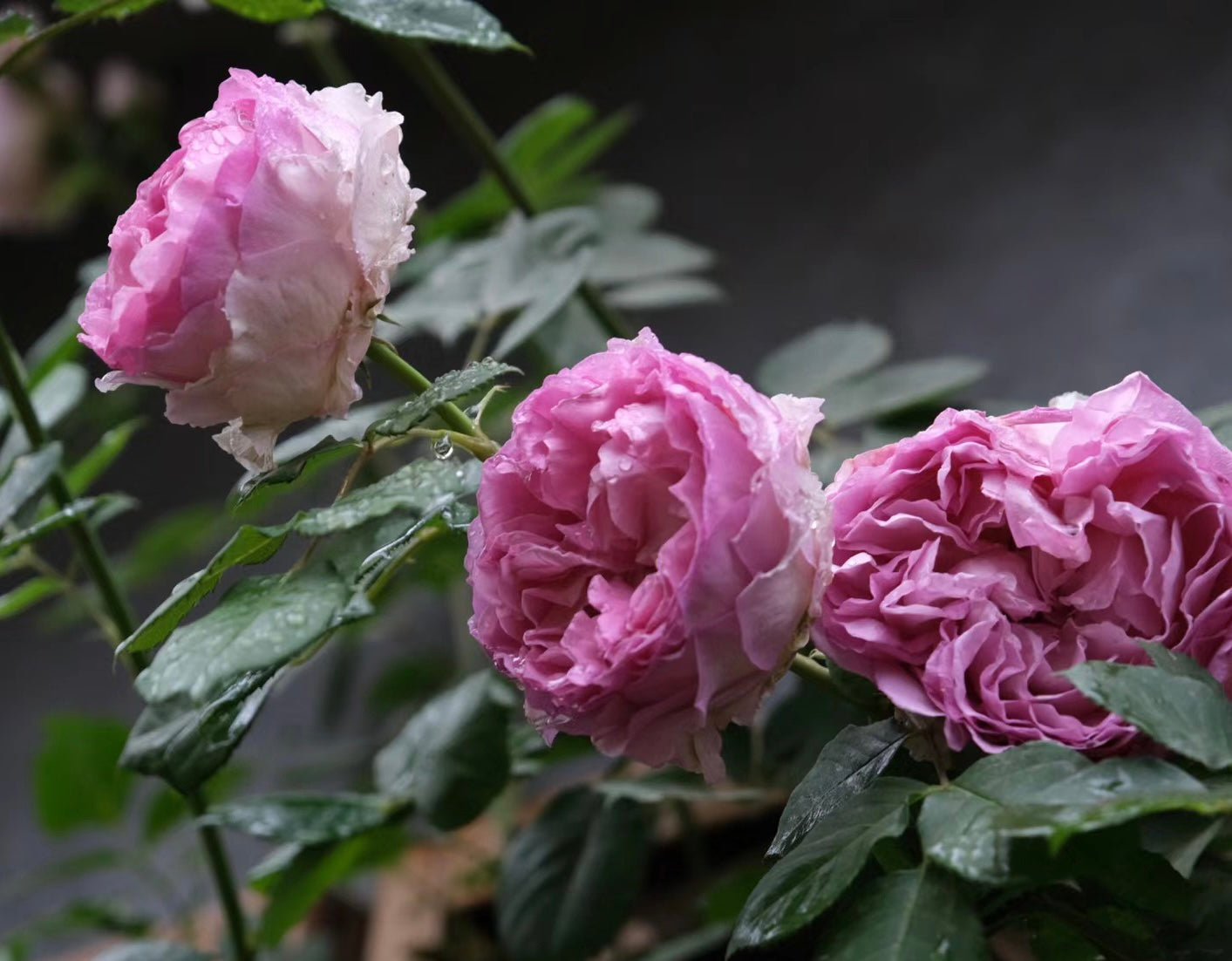 Silk Garment Lang Rosa potted garden rose