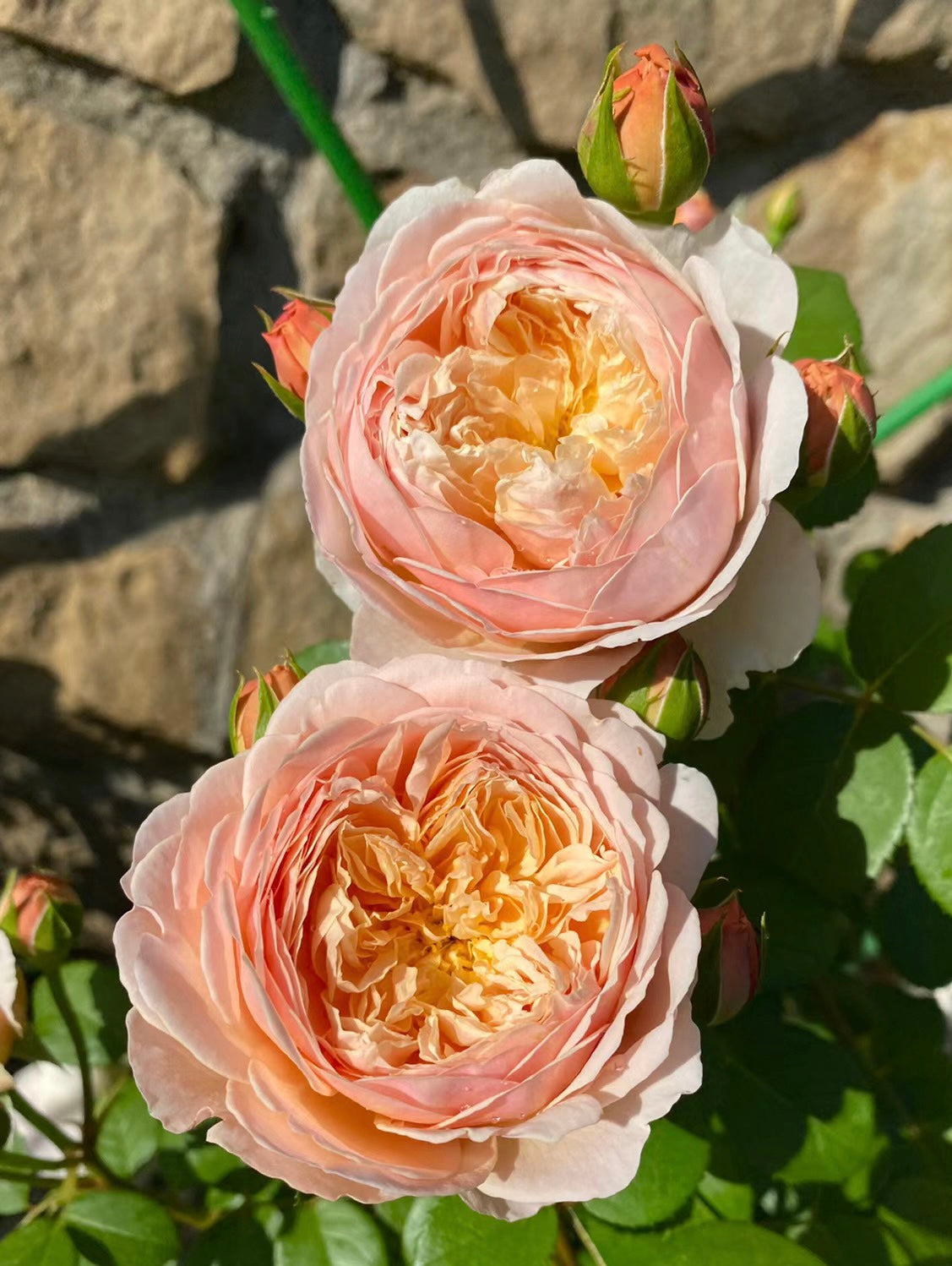 Charles Darwin potted garden rose