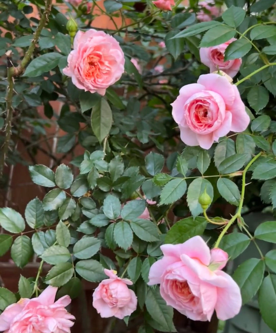 Colette-Bare Roots potted garden rose