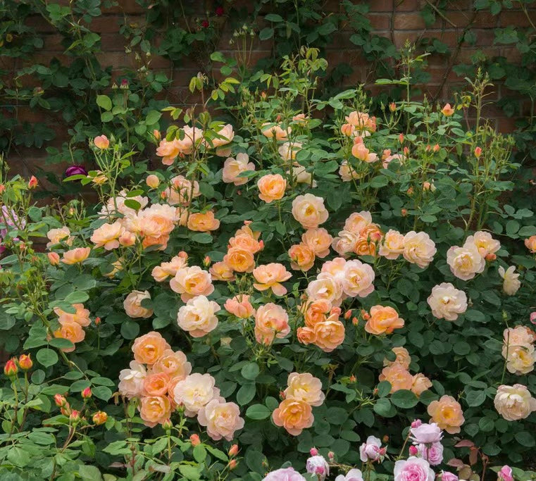 The Lark Ascending potted garden rose