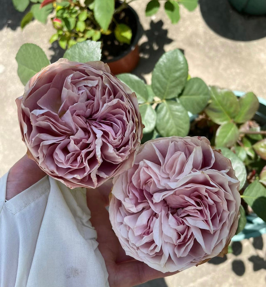 Solfa potted garden rose
