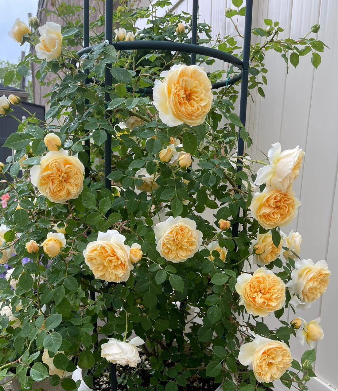 teasing georgia potted garden rose
