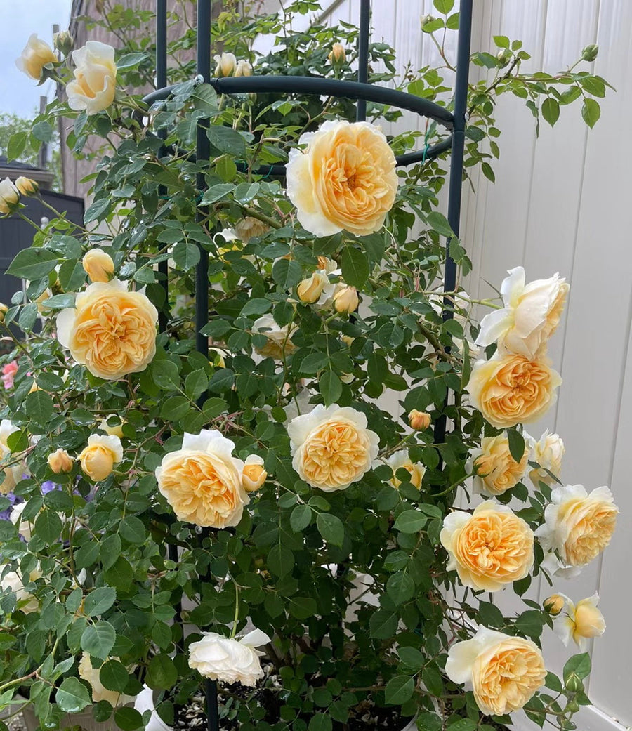 teasing georgia potted garden rose